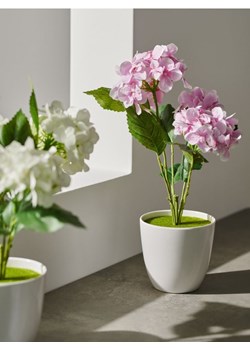 Sinsay - Roślina ozdobna - różowy ze sklepu Sinsay w kategorii Dekoracje - zdjęcie 170688167