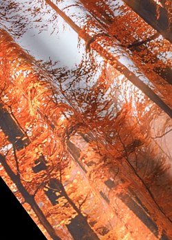 Zasłona zaciemniająca z motywem lasu (1 szt.) ze sklepu bonprix w kategorii Zasłony - zdjęcie 170742205