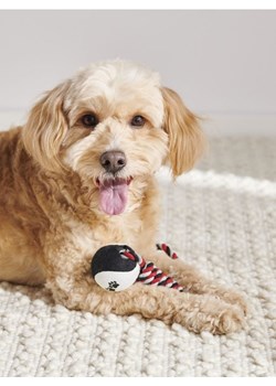 Sinsay - Zabawka dla psa - wielobarwny ze sklepu Sinsay w kategorii Dla zwierząt - zdjęcie 171046568