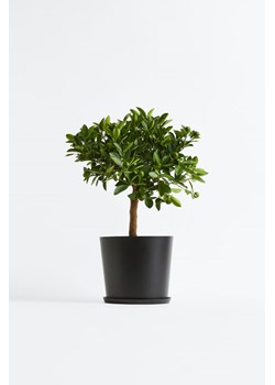 H & M - Drzewko mini pomarańczy - Zielony ze sklepu H&M w kategorii Dekoracje - zdjęcie 171174947