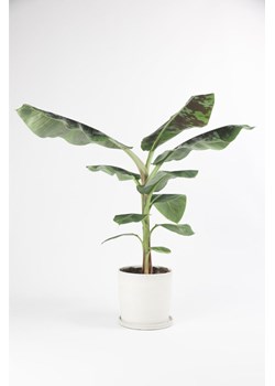 H & M - Bananowiec wenętrzny - Zielony ze sklepu H&M w kategorii Dekoracje - zdjęcie 171590749