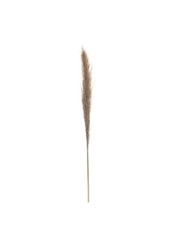Gałązka Pampas Grass 130cm ze sklepu dekoria.pl w kategorii Dekoracje - zdjęcie 171734946