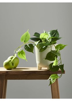Sinsay - Roślina ozdobna - zielony ze sklepu Sinsay w kategorii Dekoracje - zdjęcie 172114457