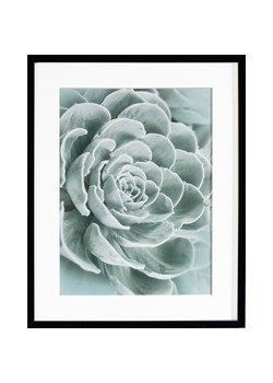 Obraz Succulents I 40x50cm ze sklepu dekoria.pl w kategorii Obrazy - zdjęcie 172473495