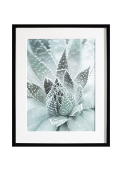 Obraz Succulents III 40x50cm ze sklepu dekoria.pl w kategorii Obrazy - zdjęcie 172473499