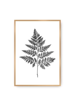 Plakat Fern Grey ze sklepu dekoria.pl w kategorii Obrazy - zdjęcie 172474238