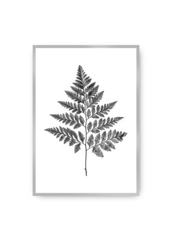 Plakat Fern Grey ze sklepu dekoria.pl w kategorii Obrazy - zdjęcie 172474246