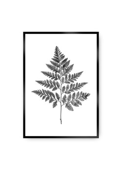 Plakat Fern Grey ze sklepu dekoria.pl w kategorii Obrazy - zdjęcie 172474256