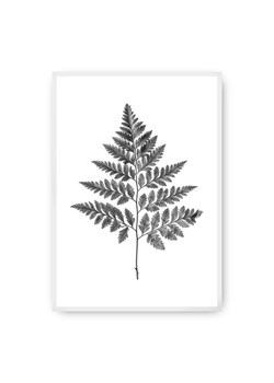 Plakat Fern Grey ze sklepu dekoria.pl w kategorii Obrazy - zdjęcie 172474257