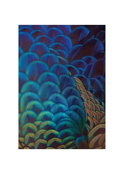 Obraz na płótnie Multicolor Feathers ze sklepu dekoria.pl w kategorii Obrazy - zdjęcie 172476526