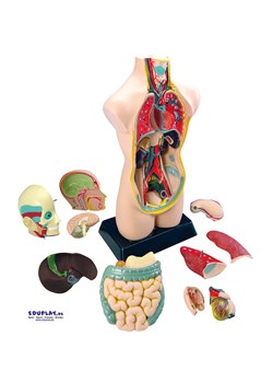 Eduplay Model anatomiczny - 8+ ze sklepu Limango Polska w kategorii Zabawki - zdjęcie 173912277