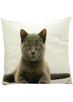 Mars &amp; More Poduszka &quot;British Shorthair&quot; w kolorze brązowo-białym - 50 x 50 cm ze sklepu Limango Polska w kategorii Poduszki dekoracyjne - zdjęcie 178143176