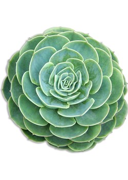 Madre Selva Podkładka stołowa &quot;Green Suculenta&quot; w kolorze zielonym - 50 x 40 cm ze sklepu Limango Polska w kategorii Podkładki na stół - zdjęcie 178622447