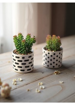 Sinsay - Rośliny ozdobne 2 pack - zielony ze sklepu Sinsay w kategorii Dekoracje - zdjęcie 179358129
