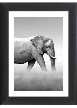 Ars Longa Druk artystyczny &quot;Walking Elephant&quot; w ramce - 70 x 50 cm ze sklepu Limango Polska w kategorii Obrazy - zdjęcie 184548638