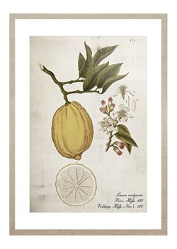 Ars Longa Druk artystyczny &quot;Lemon Life Cycle&quot; w ramce - 70 x 50 cm ze sklepu Limango Polska w kategorii Obrazy - zdjęcie 186157387