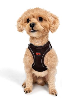 Paws&amp;Whiskers Szelki w kolorze brązowym dla psa ze sklepu Limango Polska w kategorii Dla zwierząt - zdjęcie 188165096