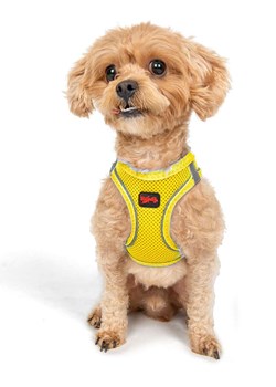 Paws&amp;Whiskers Szelki w kolorze żółtym dla psa ze sklepu Limango Polska w kategorii Dla zwierząt - zdjęcie 188165126