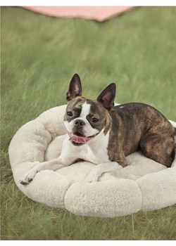 Sinsay - Legowisko dla kota w kształcie kwiata - kremowy ze sklepu Sinsay w kategorii Dla zwierząt - zdjęcie 188549189