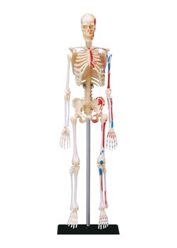 MGM 42-częściowy zestaw naukowy - 8+ ze sklepu Limango Polska w kategorii Zabawki - zdjęcie 188742049