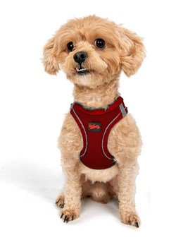 Paws&amp;Whiskers Szelki w kolorze czerwonym dla psa ze sklepu Limango Polska w kategorii Dla zwierząt - zdjęcie 188812865