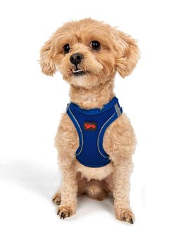 Paws&amp;Whiskers Szelki w kolorze niebieskim dla psa ze sklepu Limango Polska w kategorii Dla zwierząt - zdjęcie 188812875