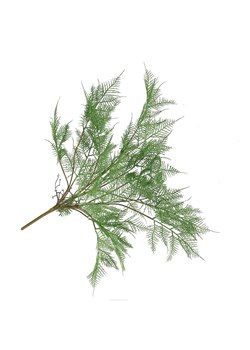 daan kromhout Dekoracyjna gałązka "Fern Asparagus" w kolorze zielono-brązowym - wys. 77 cm ze sklepu Limango Polska w kategorii Doniczki i osłonki - zdjęcie 188961556